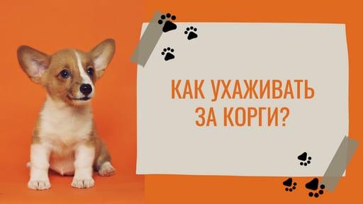 Влог О Домашних Любимцах: Уход за Ними с Ярким Оранжевым Превью для Видео на Youtube